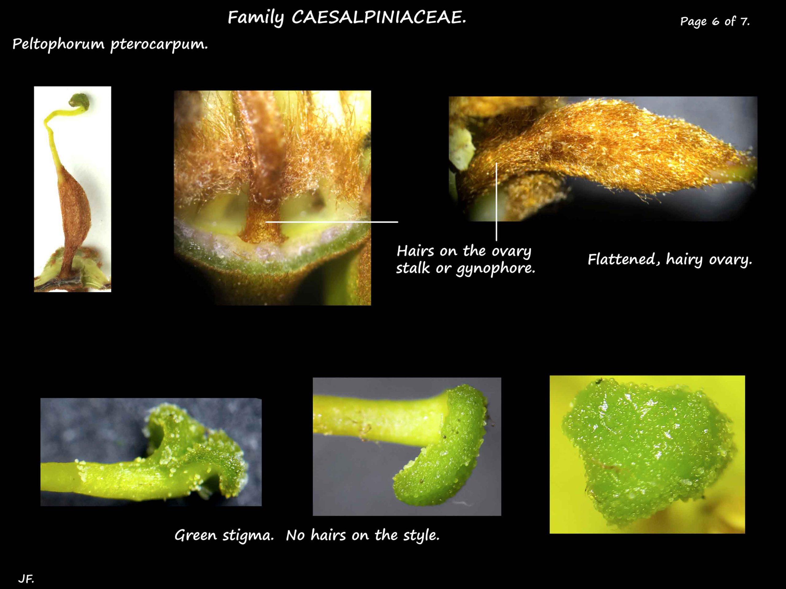 6 Peltophorum carpel